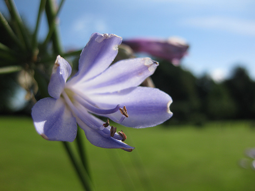 Macro flower fun