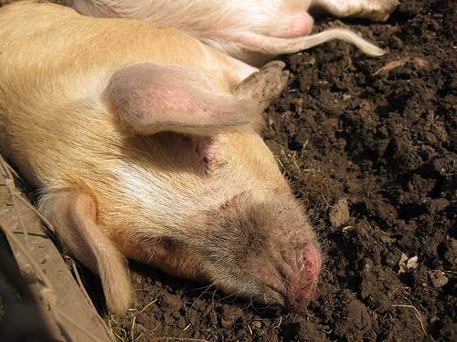 Sleepy snout